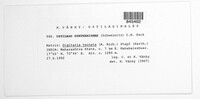 Ustilago syntherismae image